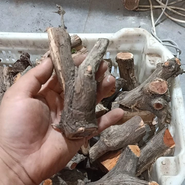 温***华大果紫檀（缅甸花梨）