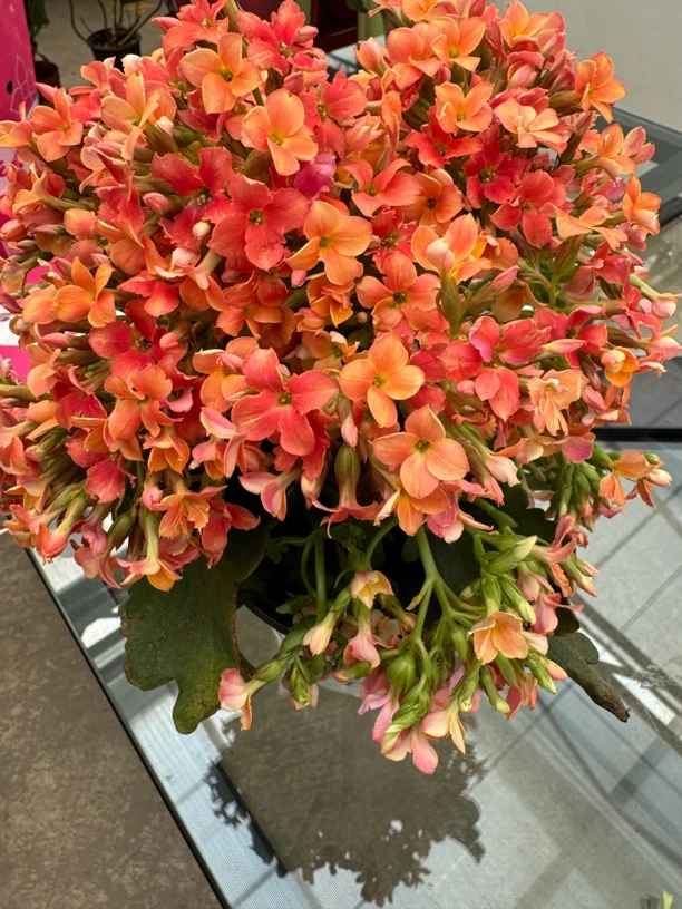 【新疆包邮】进口稀有品种长寿花玛丽亚