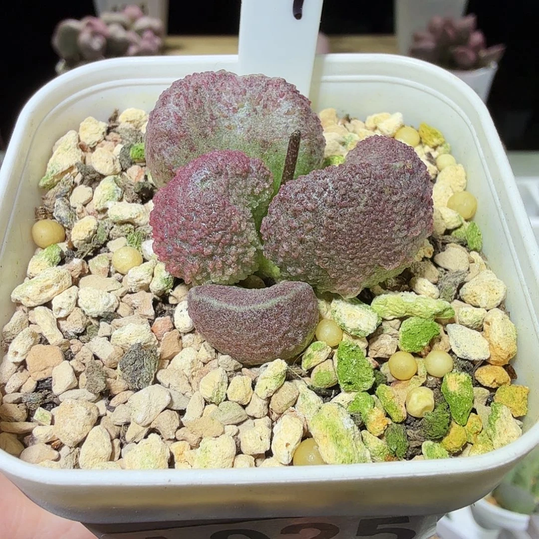 实生新品水泡多肉植物