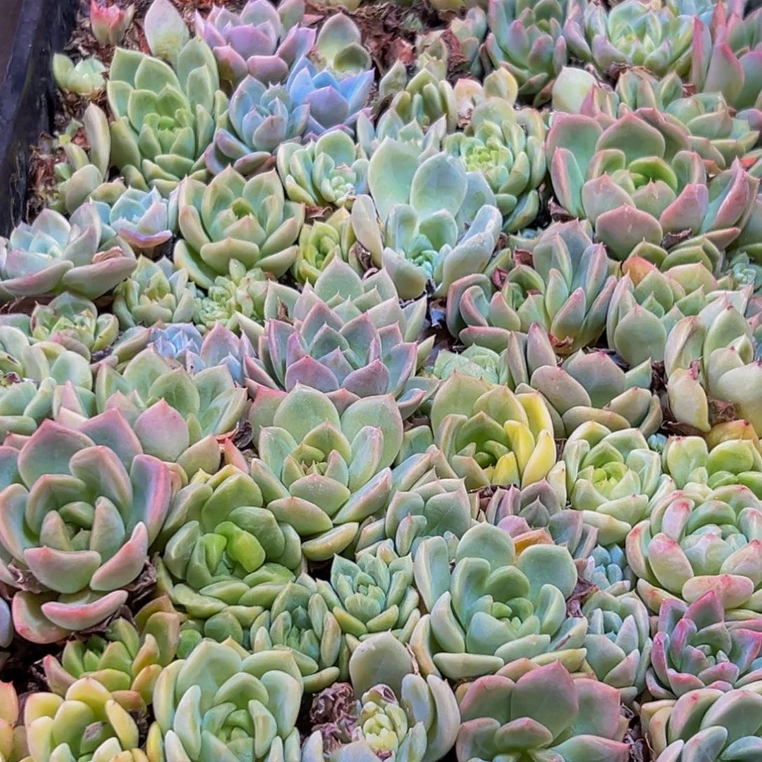 499多肉葡萄的味道是真的