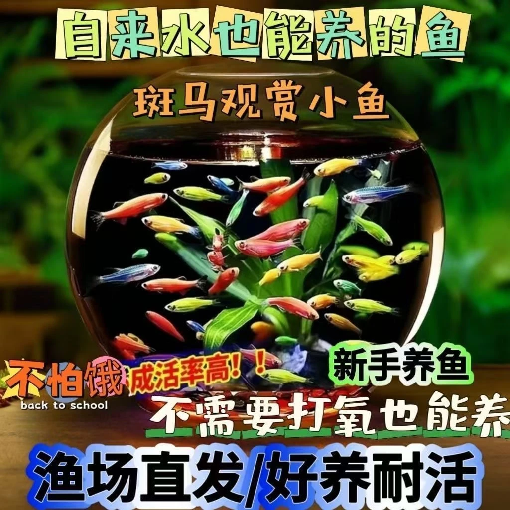 七彩糖果斑马鱼+天使鱼小型热带观赏鱼新手好养耐活淡水鱼