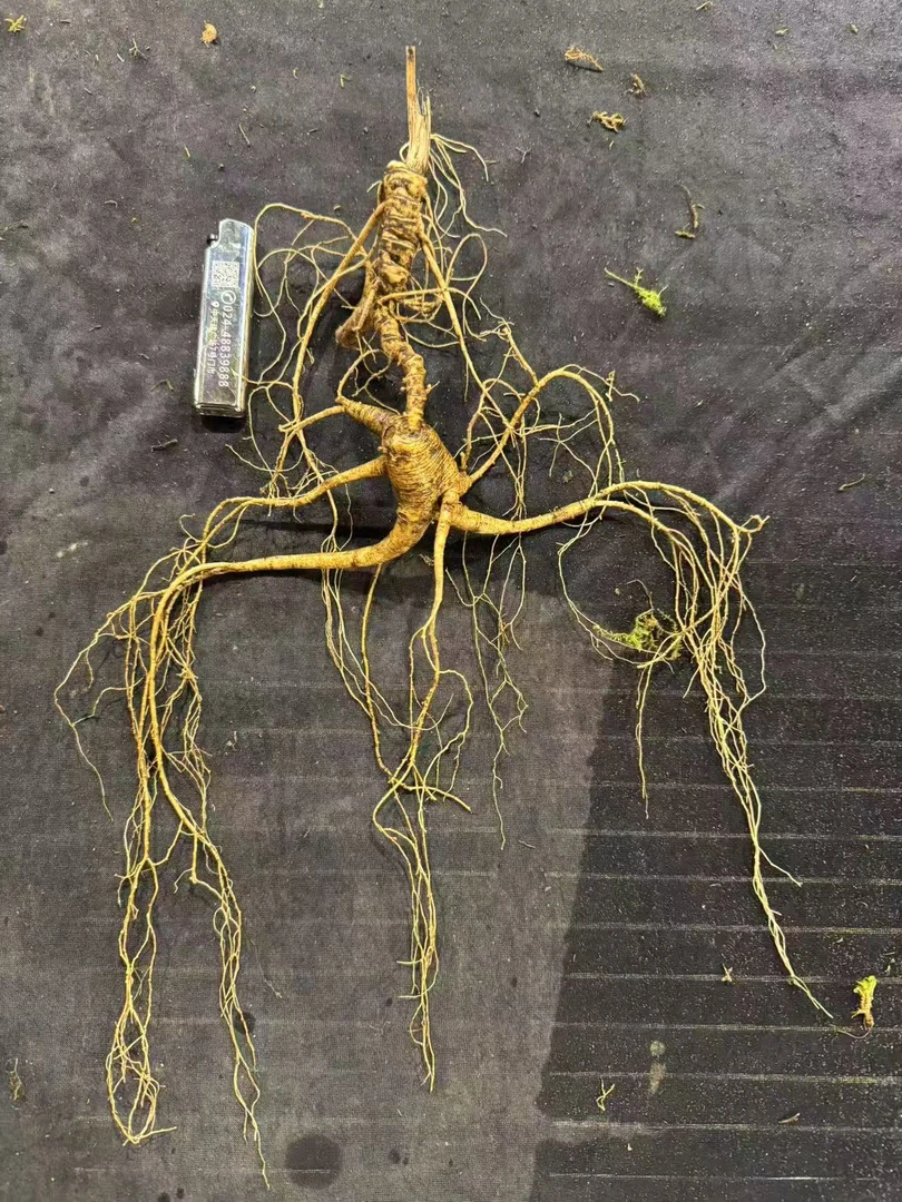 长白山野山参 《直播间改价链接》