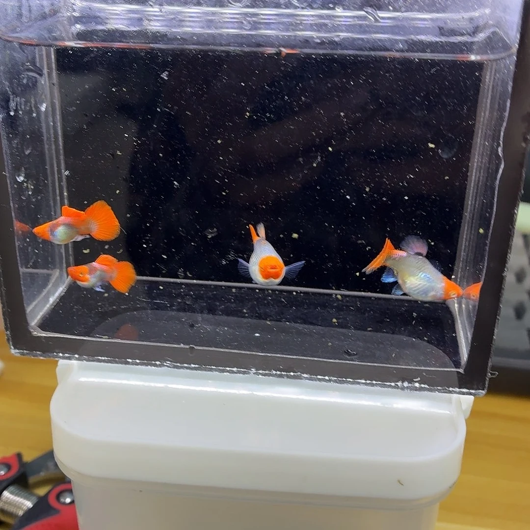 孔雀鱼深海蓝贵族短体两对