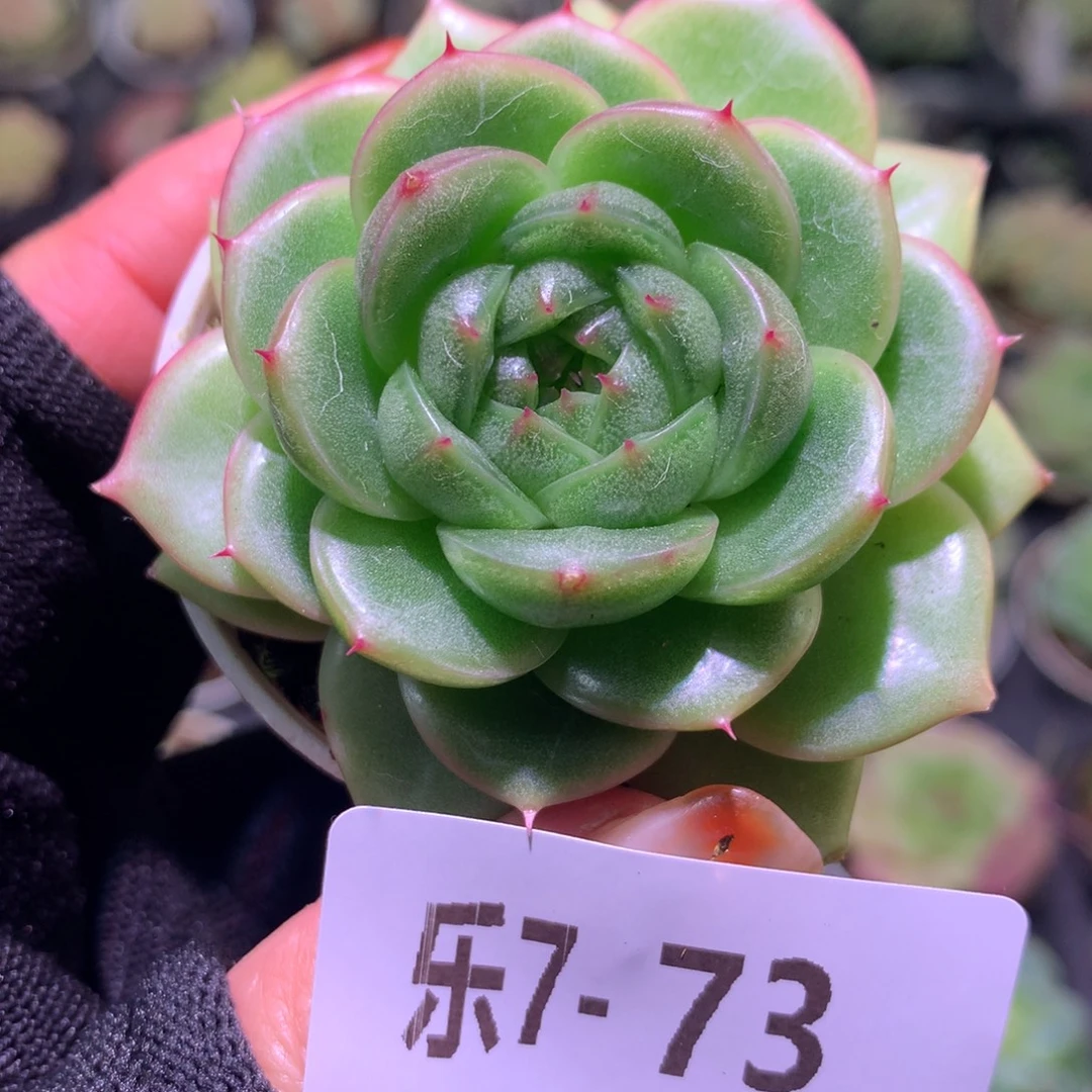 乐然 7-73 抹茶果冻