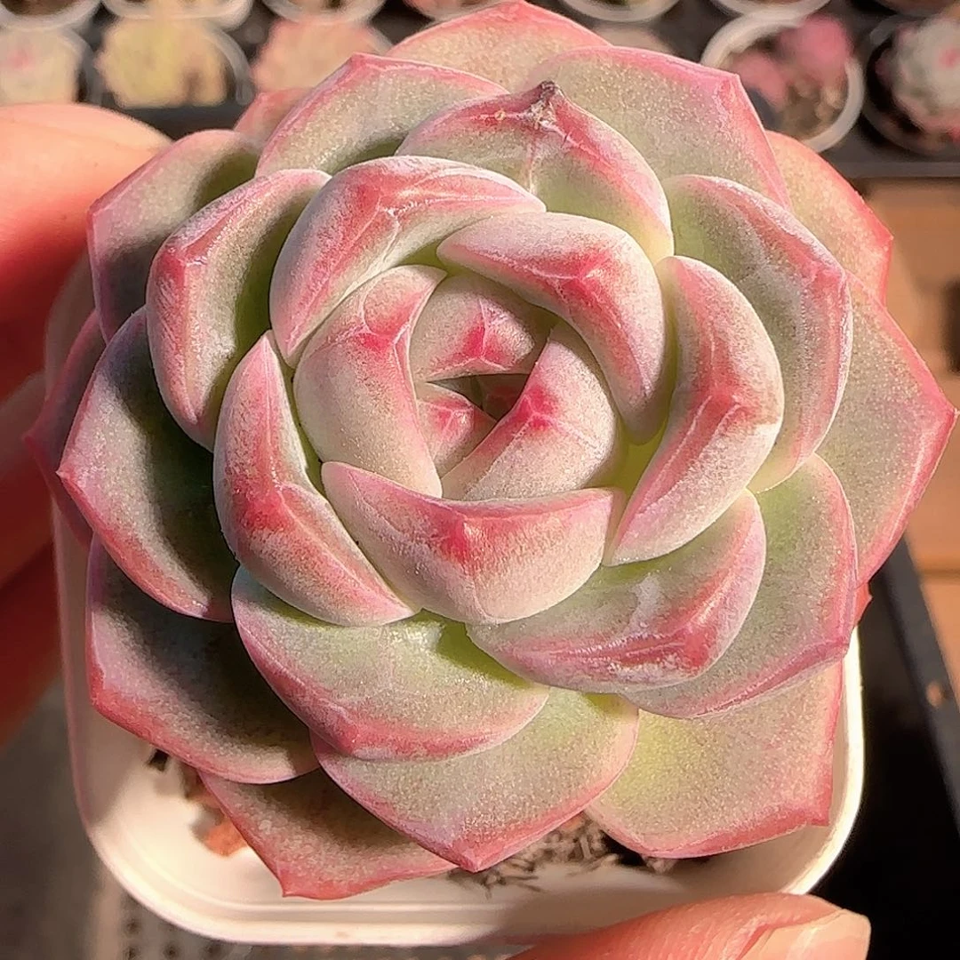 多肉1212-22福利福利