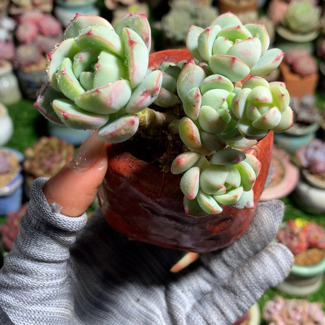 带盆     香草