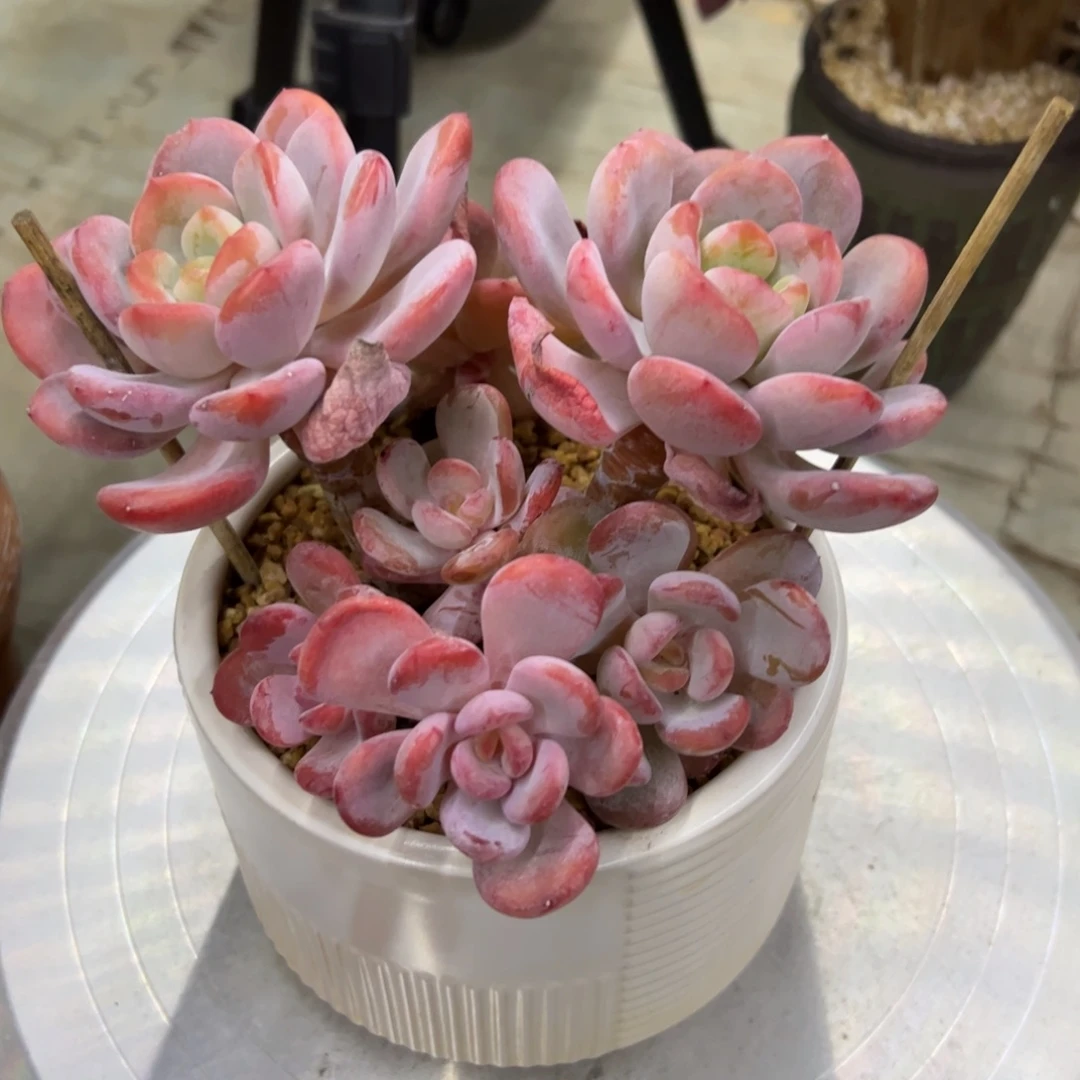 芳***菲香橙保温棉42 零零多肉植物