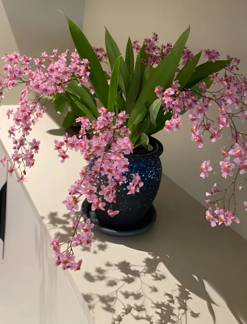 露天好养不消苞光宗粉梦香兰 粉色文心兰 120#硬胶盆 7枝花剑以上