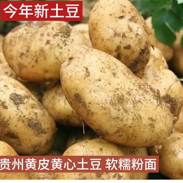 贵州农家种植洋芋土豆马铃薯