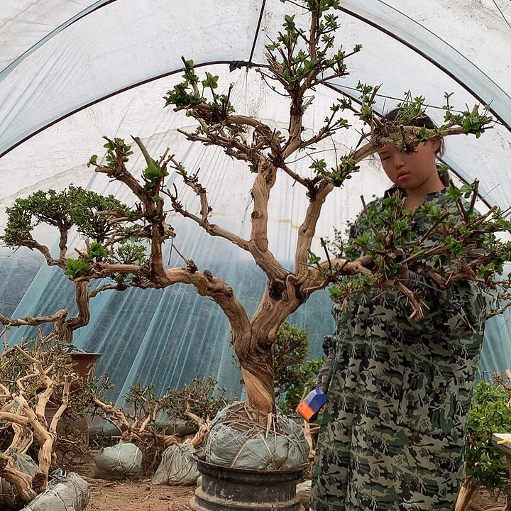 可***矣全部花朵金银花3455556556558888