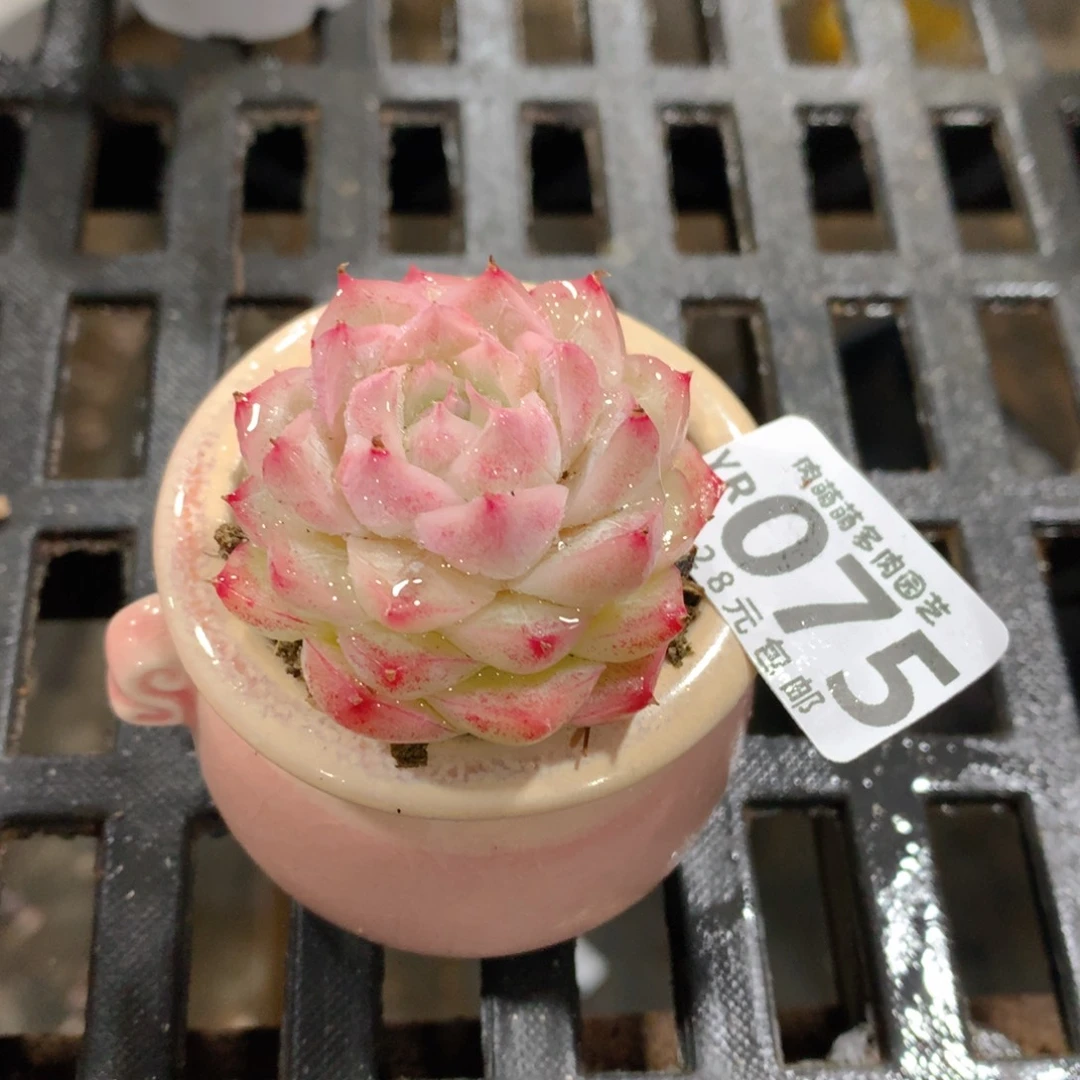 肉萌萌拇指盆精控多肉YR075