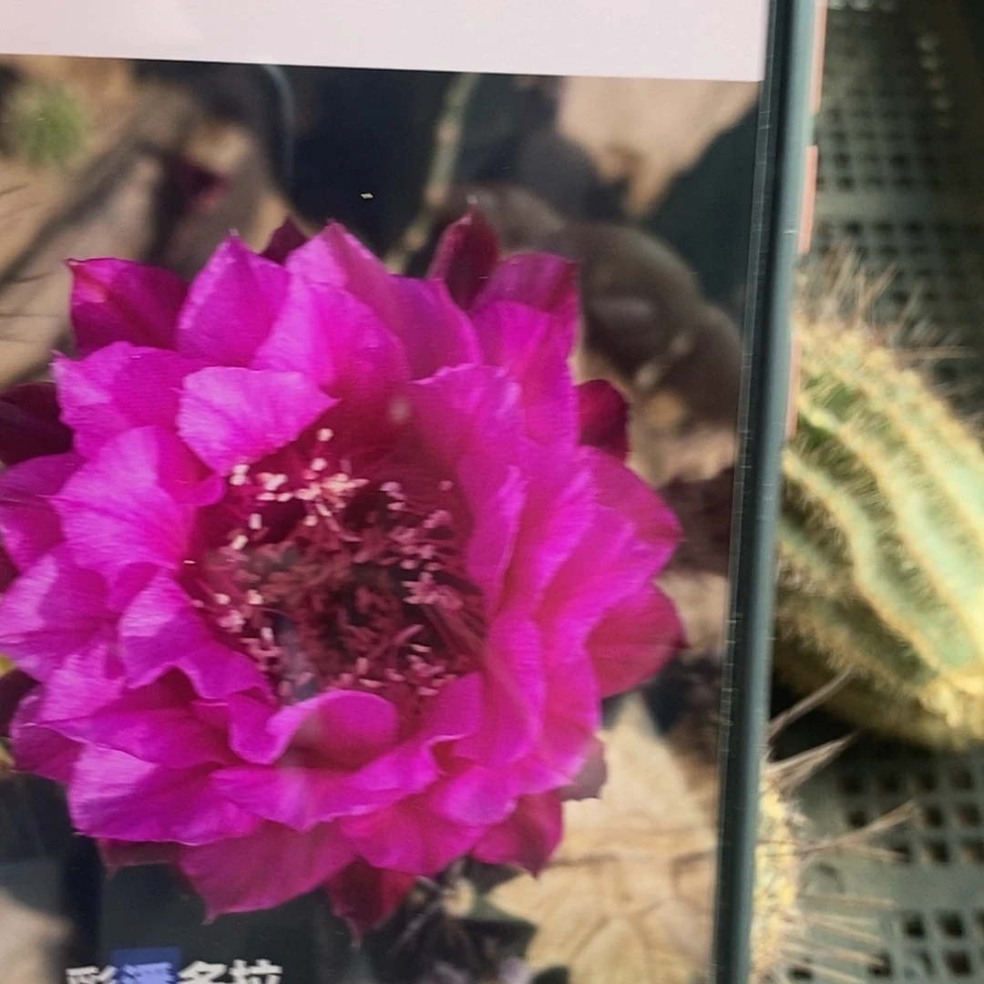 彩 潘多拉侧芽瑕疵 5公分左右