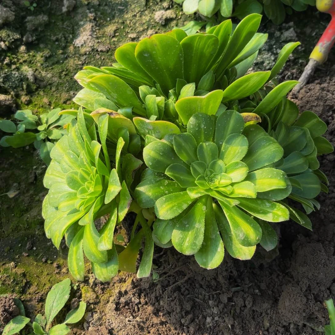 翡翠琉璃多肉植物捧花的