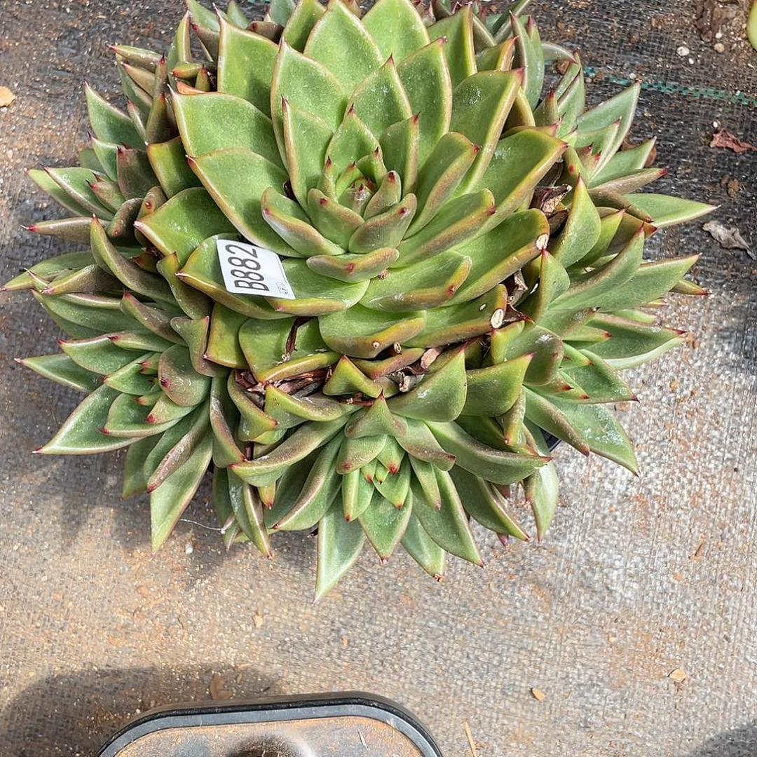 若如东云单拍B882