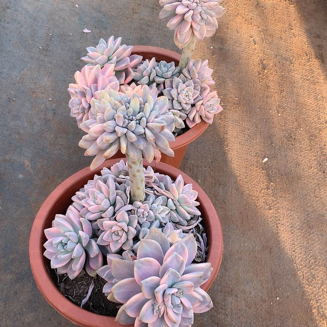 淡雪锦带缀化39米