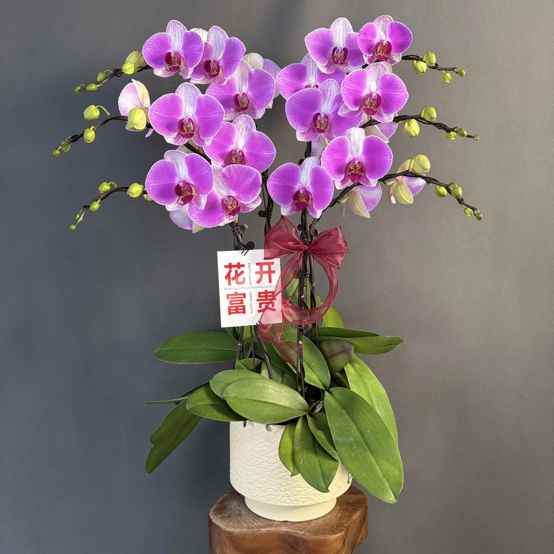 【鸿运】紫色欧品稀缺品种大花型蝴蝶兰 耐开送人送礼高端花卉