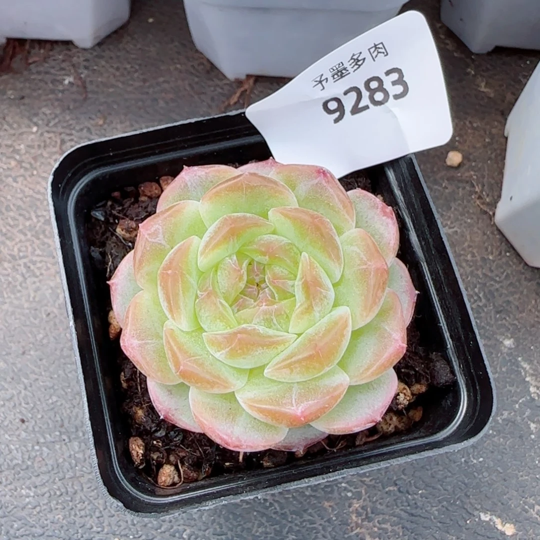 无尽灯，9283多肉植物