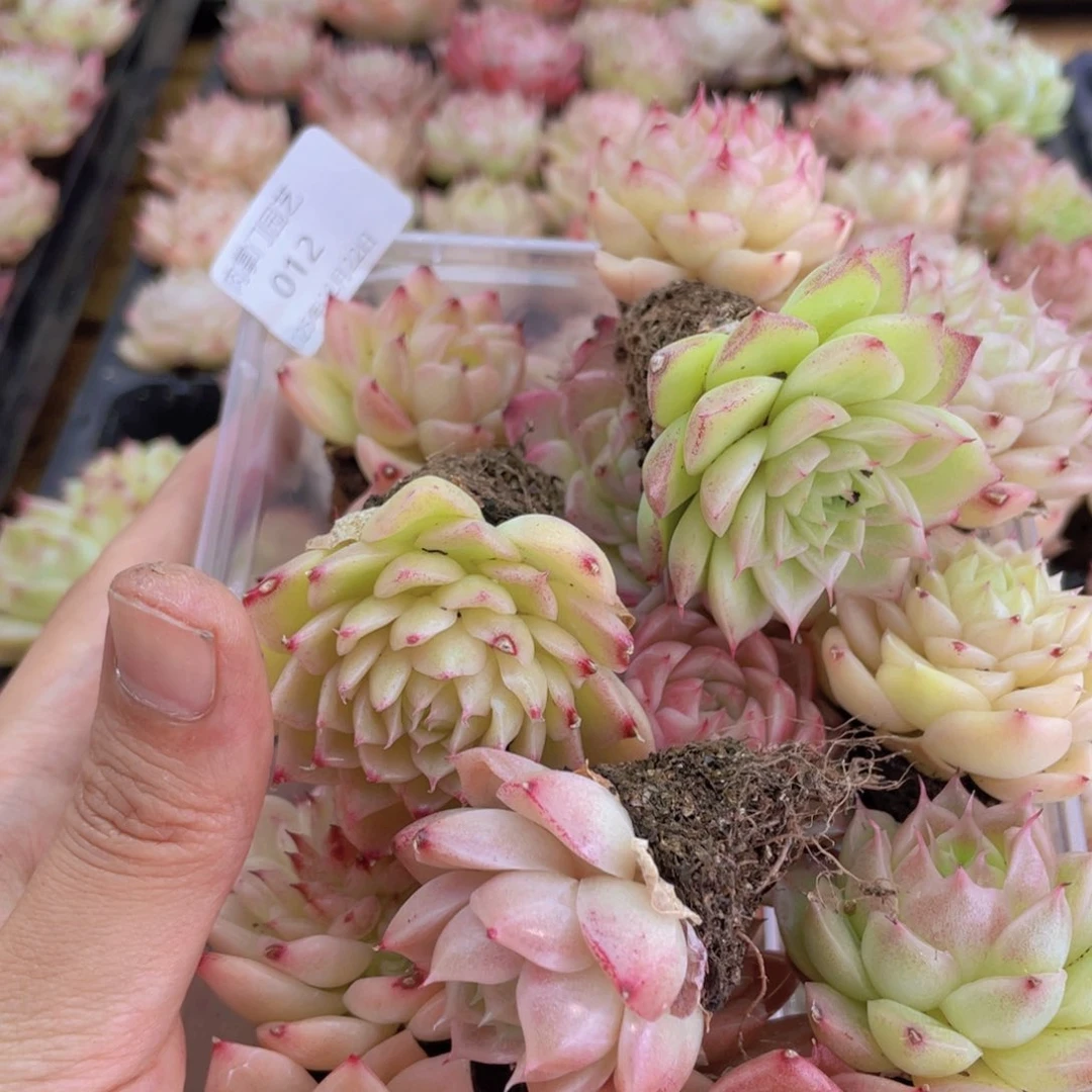 琴*开心快乐幸福012