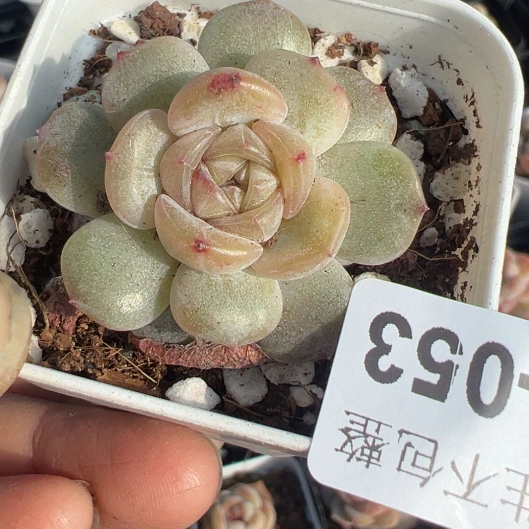 小卡拉米糖心一物一拍8-53