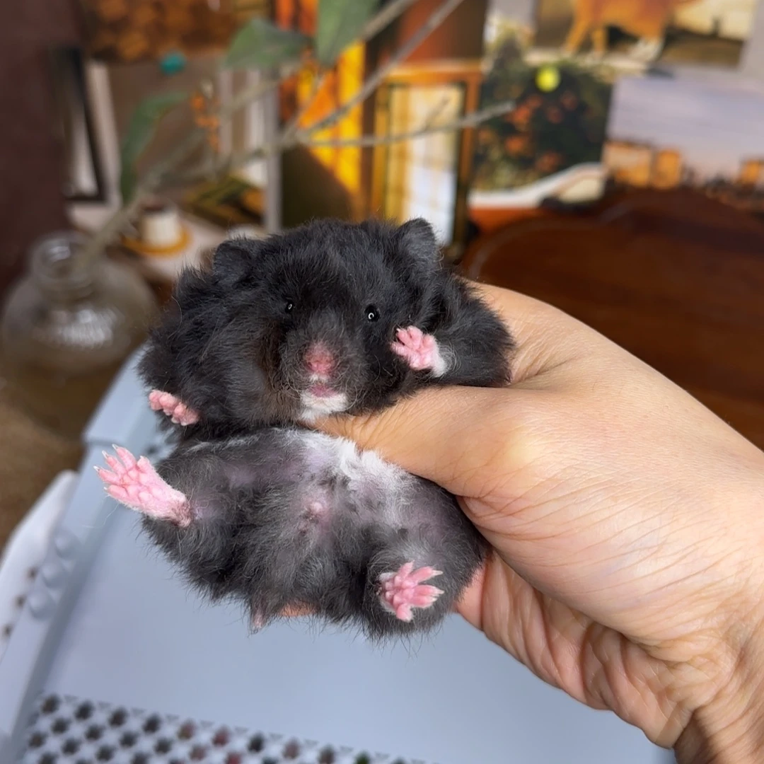 卷毛黑妹妹10.18生日