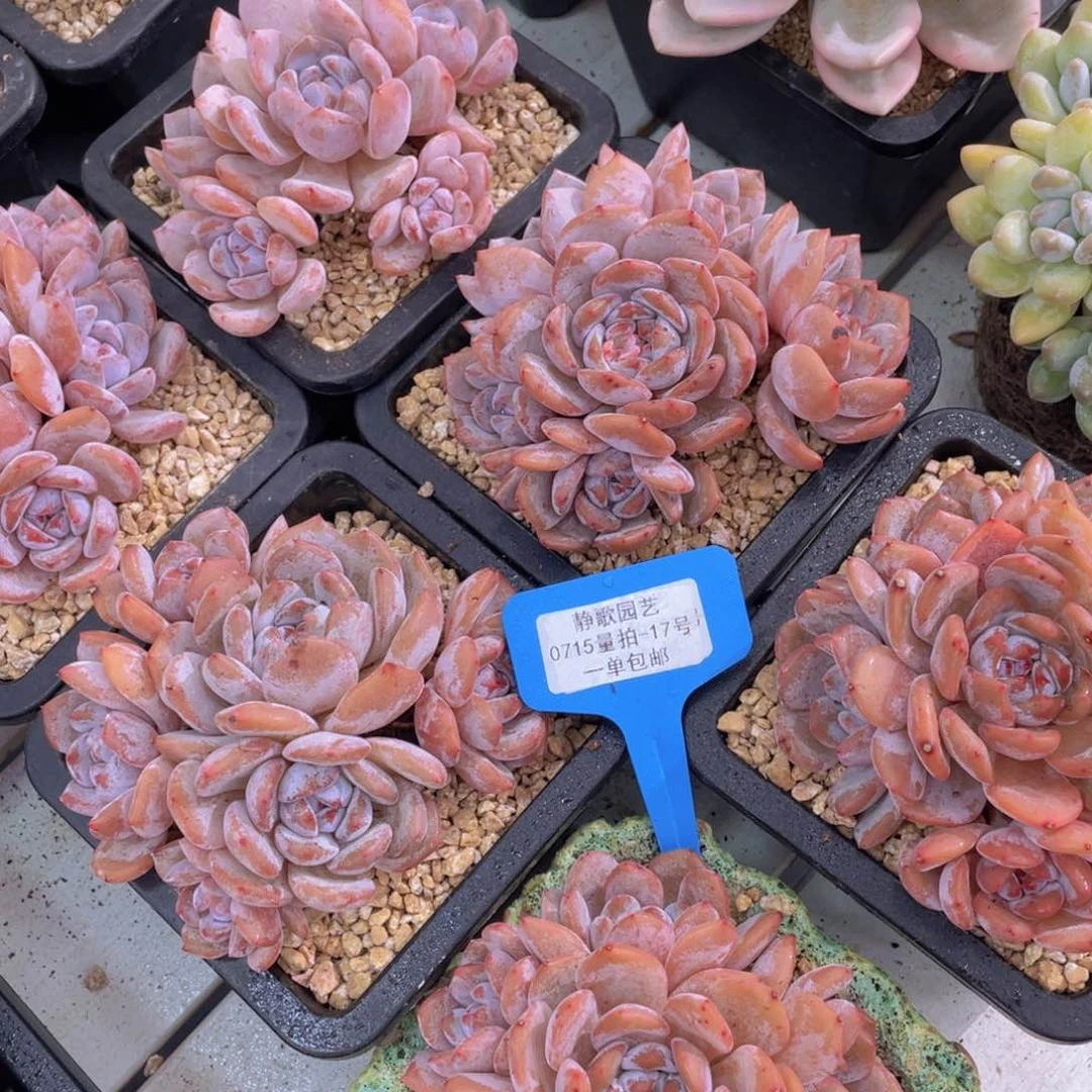 0715-17-手捧花石榴籽参与一刻