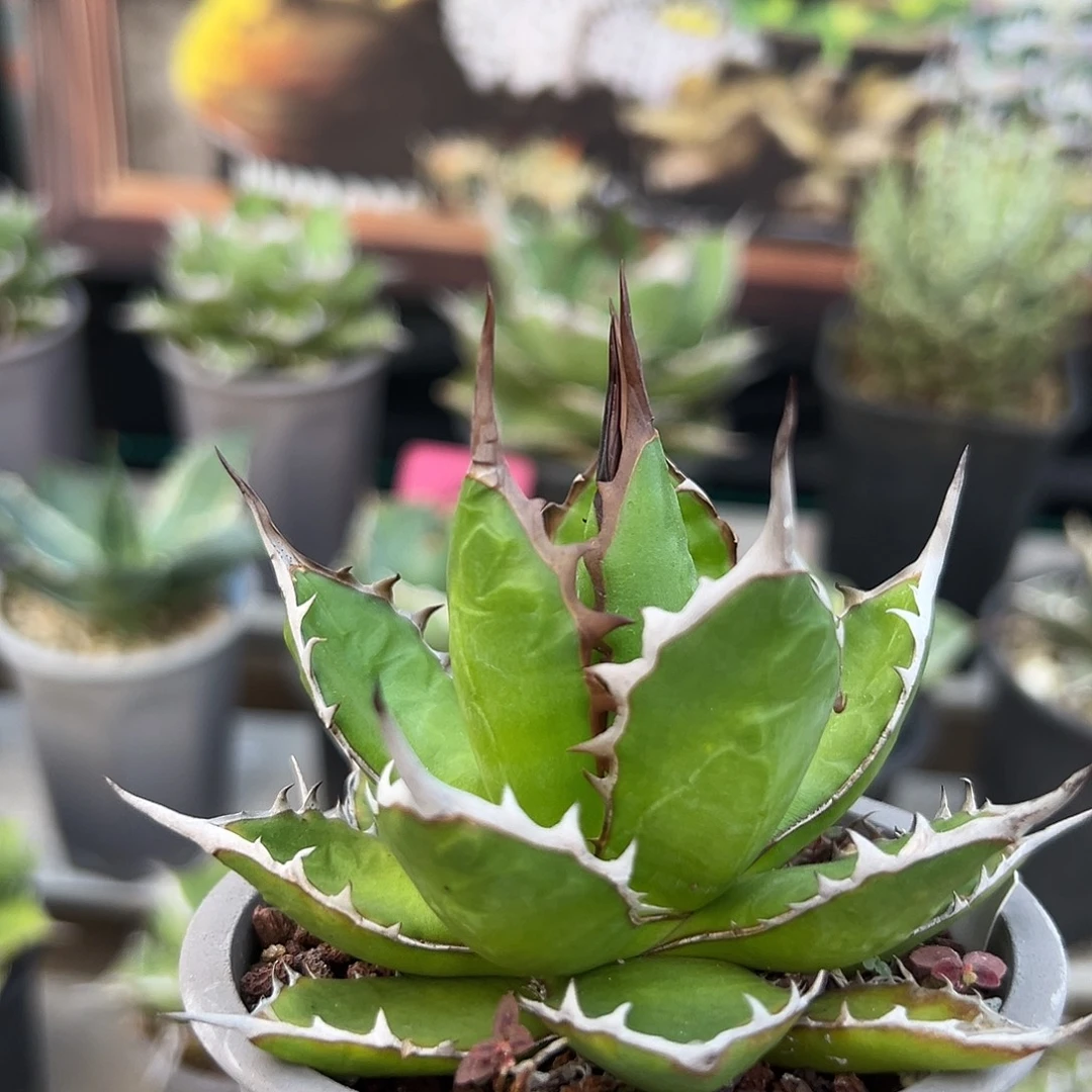 宽叶霍利达一物一拍偏远不包邮不退不换