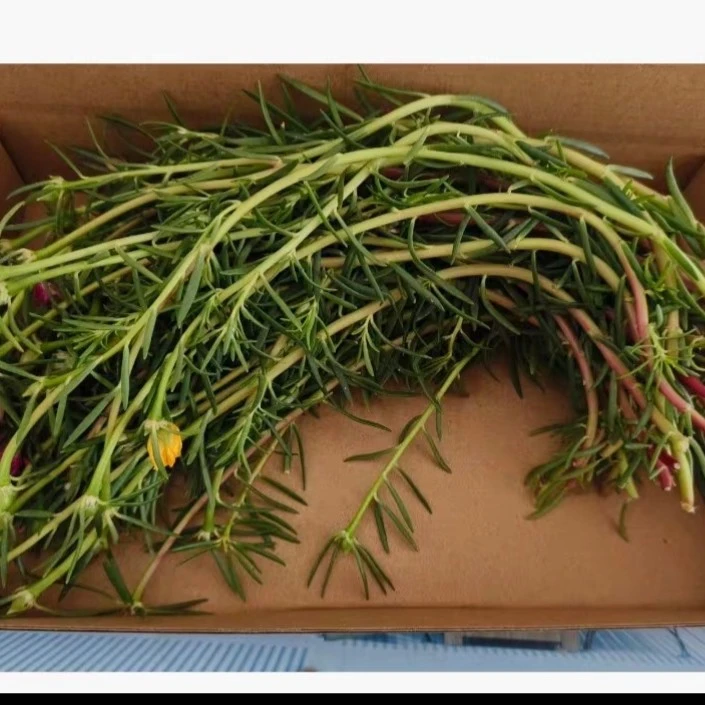 宿根重瓣太阳花多色品种多年生开花植物易活造型太阳花盆景造型