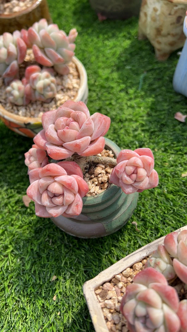 Cj冰玉多肉植物呀
