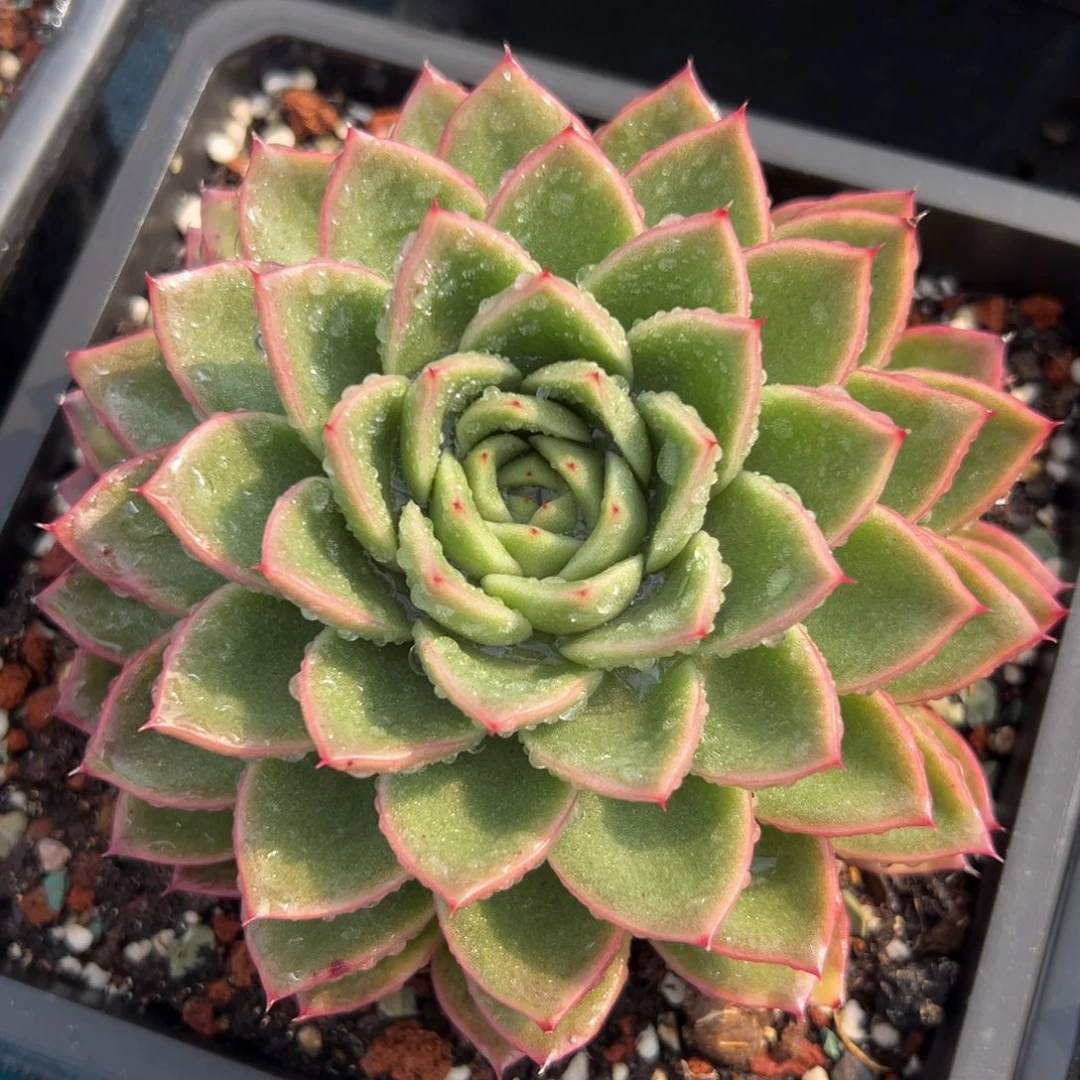 多肉植物一物一拍（3号）