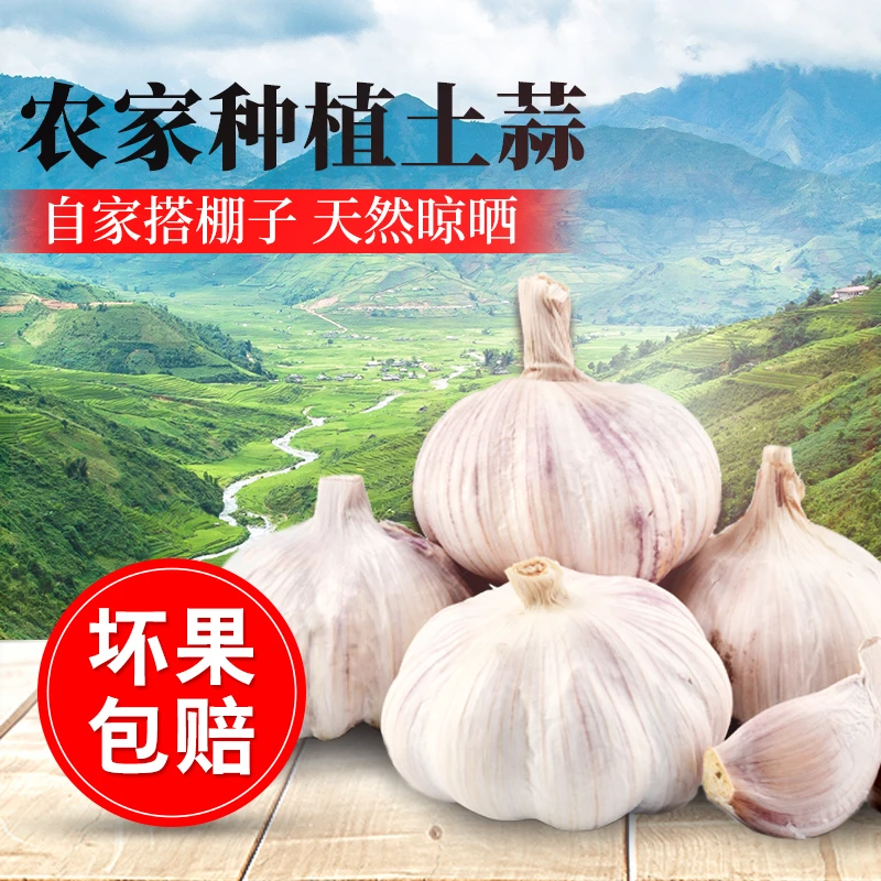 直播专属批发价  杞县大蒜 特价干蒜带芽可种白紫皮大蒜头