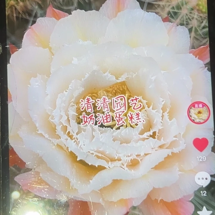 清清奶油蛋糕侧牙瑕疵黑点歪