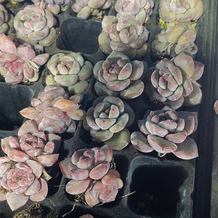 小紫皮星影1元带土