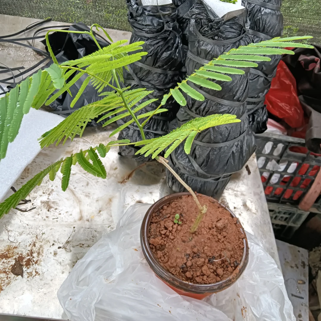 云南帕哈小苗臭菜小苗盆栽苗云南高山帕哈扦插苗1棵1年苗新品包邮