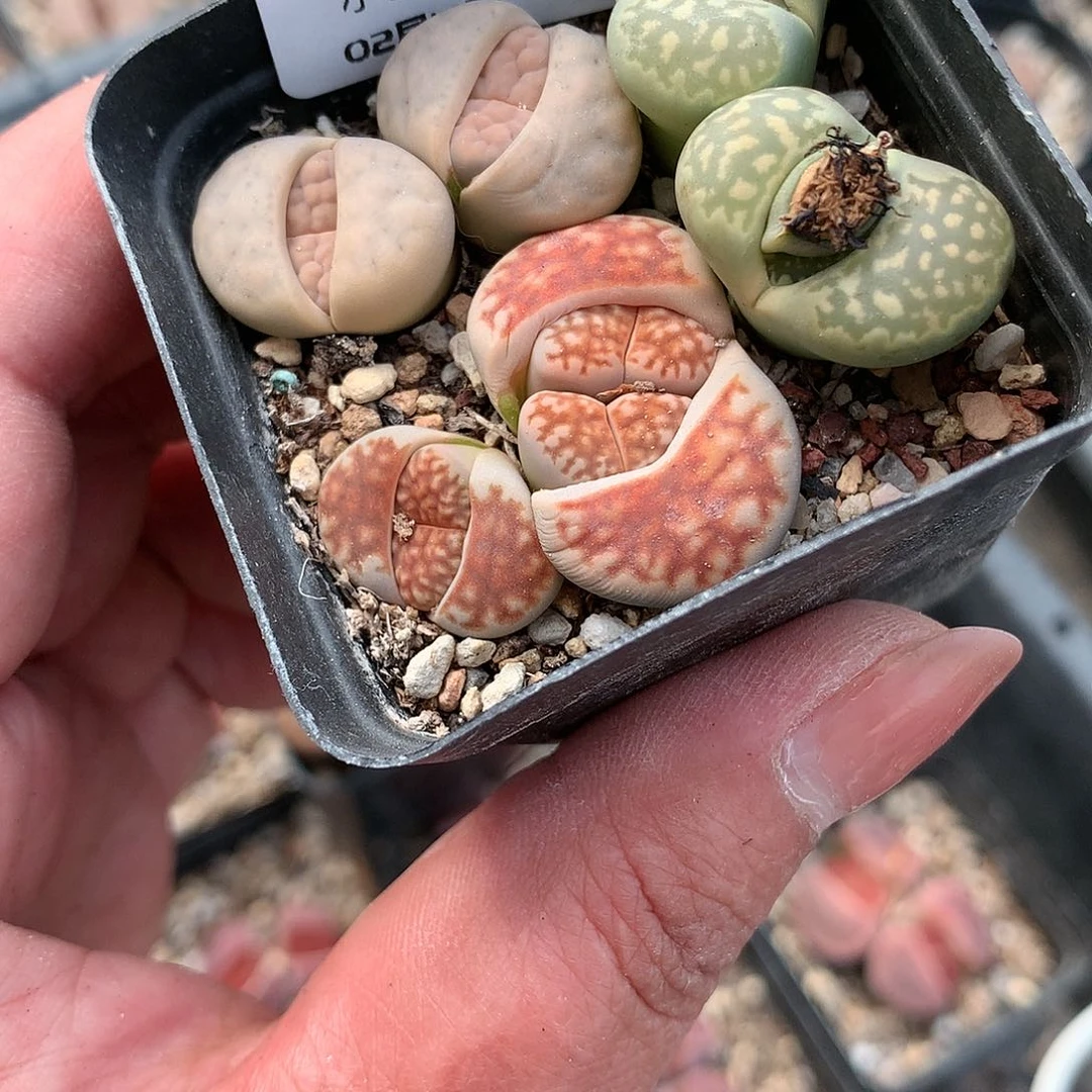 K471多肉植物保护