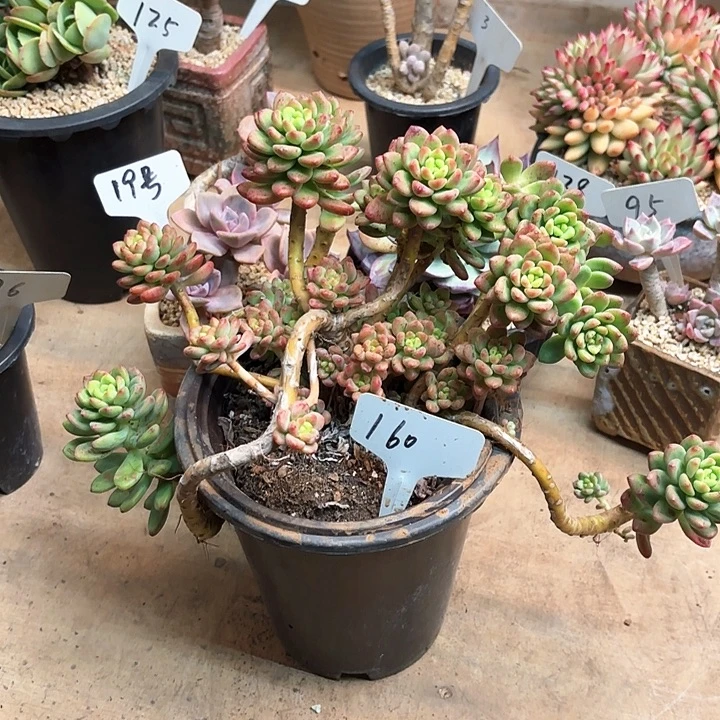 多肉植物，香格里拉160号