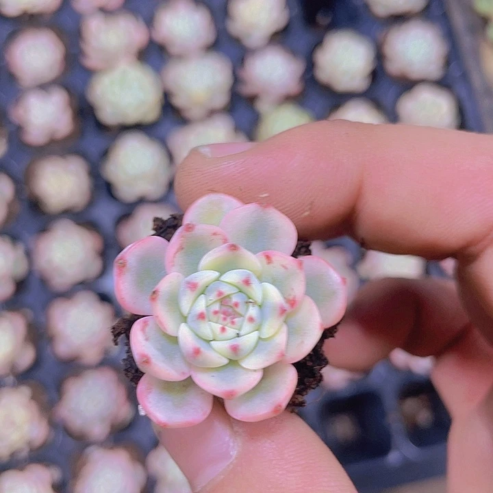 姬连锦【满10颗包邮】