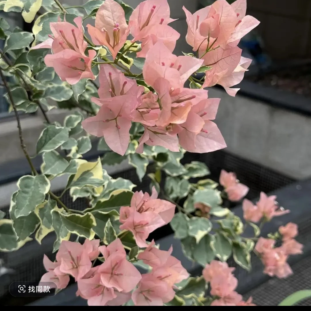 金边马斯三角梅马斯佩拉克盆栽高级感阳台盆景庭院植物花卉绿植花