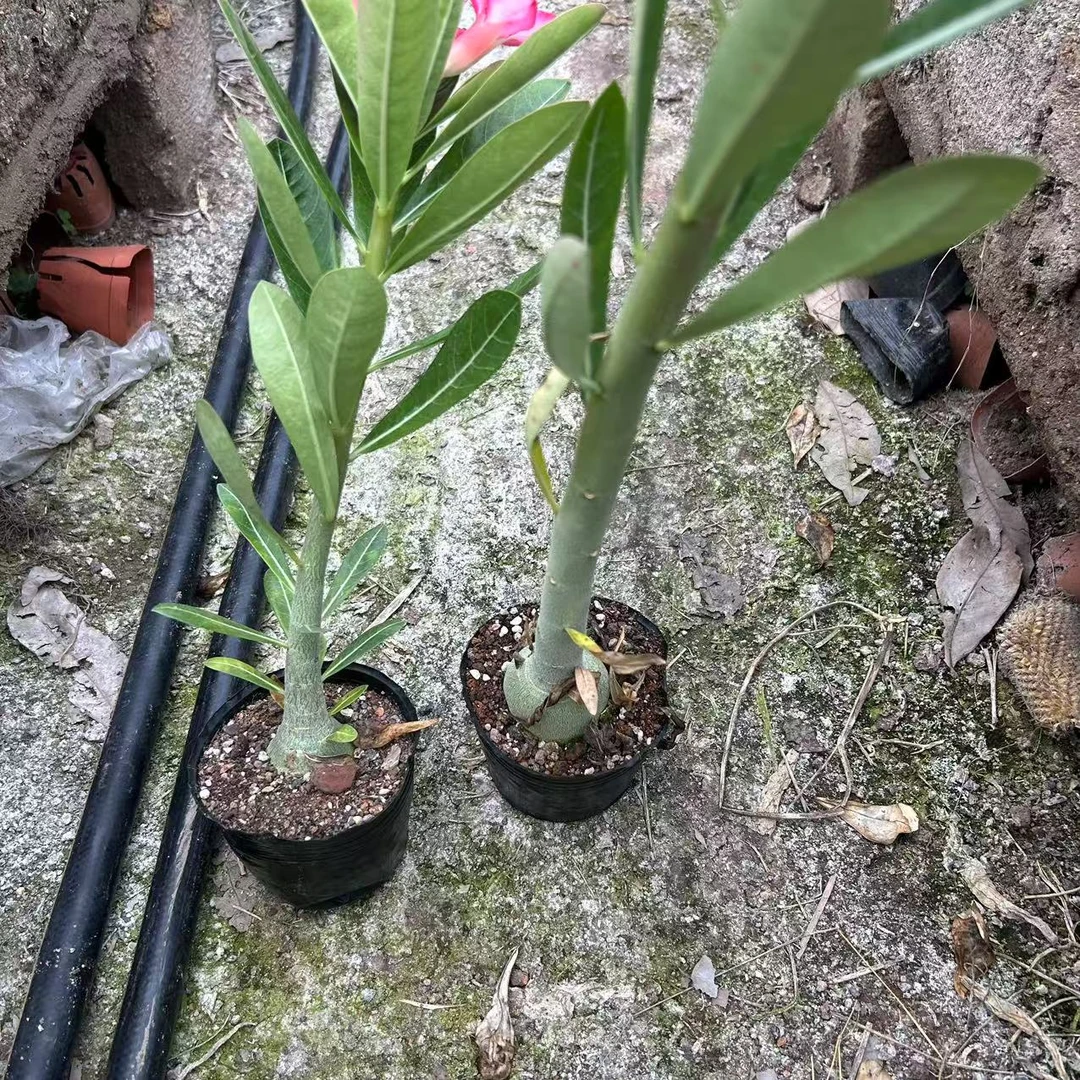 沙漠玫瑰  仙人球夏型种绿植盆栽桌面阳台办公室摆件