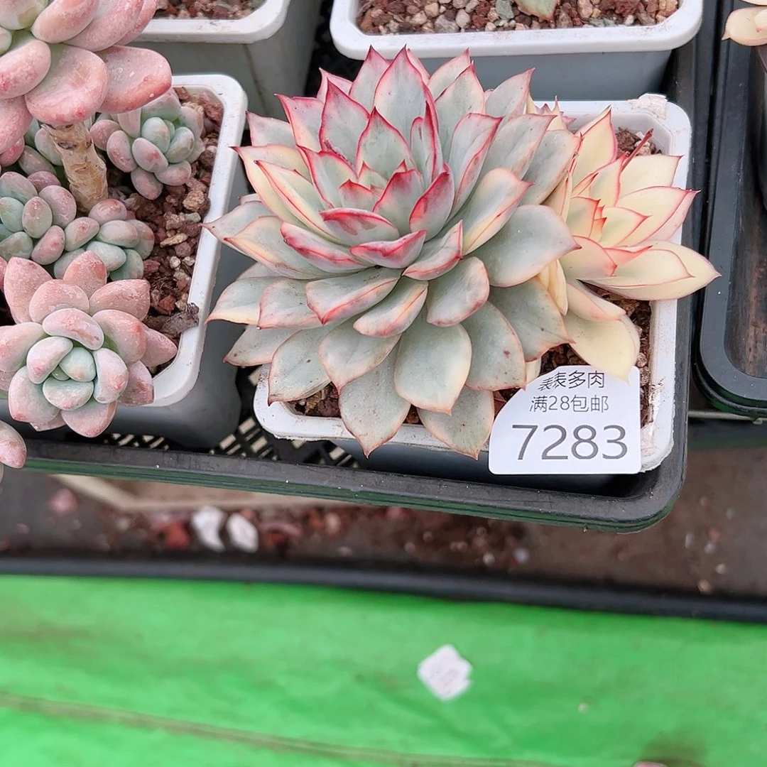 无花朵麋**仙多肉一物一柏7283