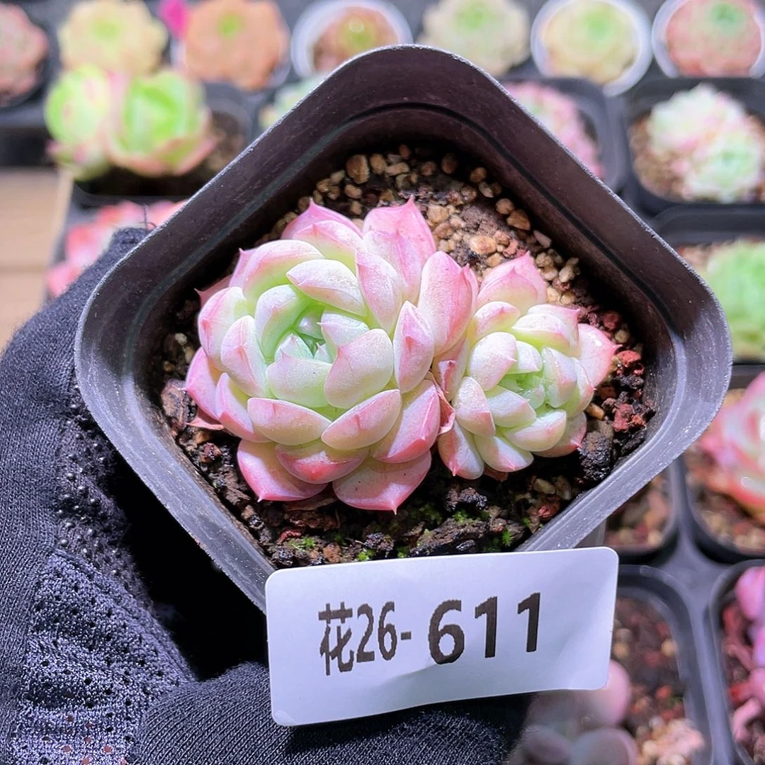 花利美26-611白桃汽水