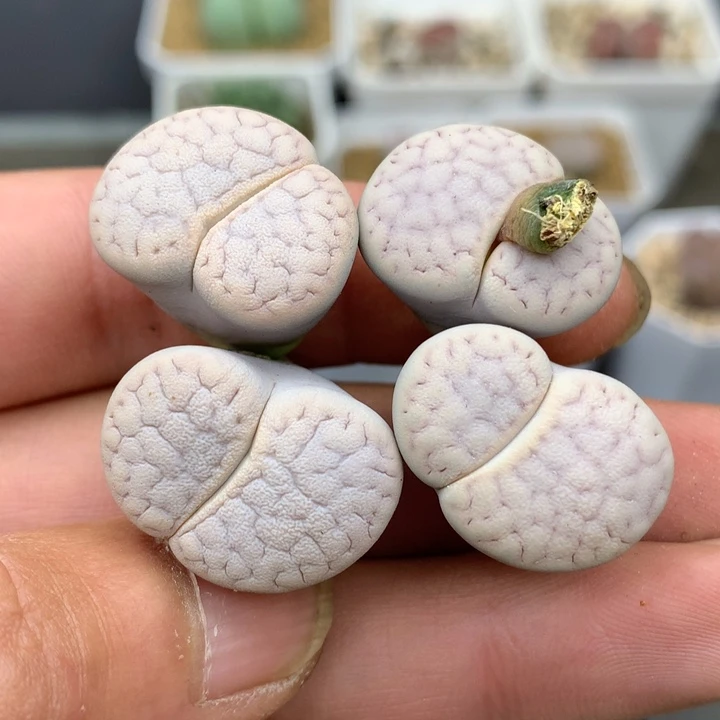 精品多肉植物精品多肉