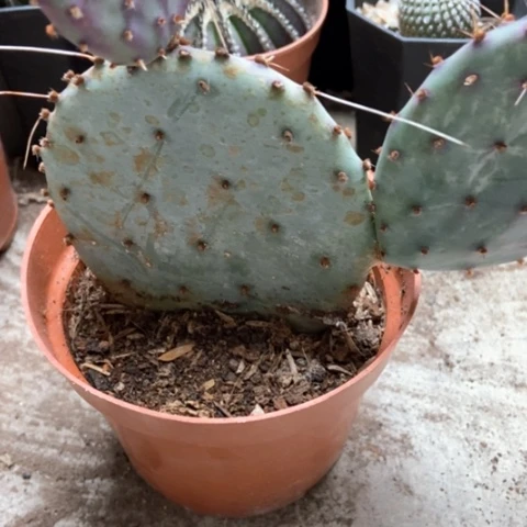 米其林仙人球12米邪恶去