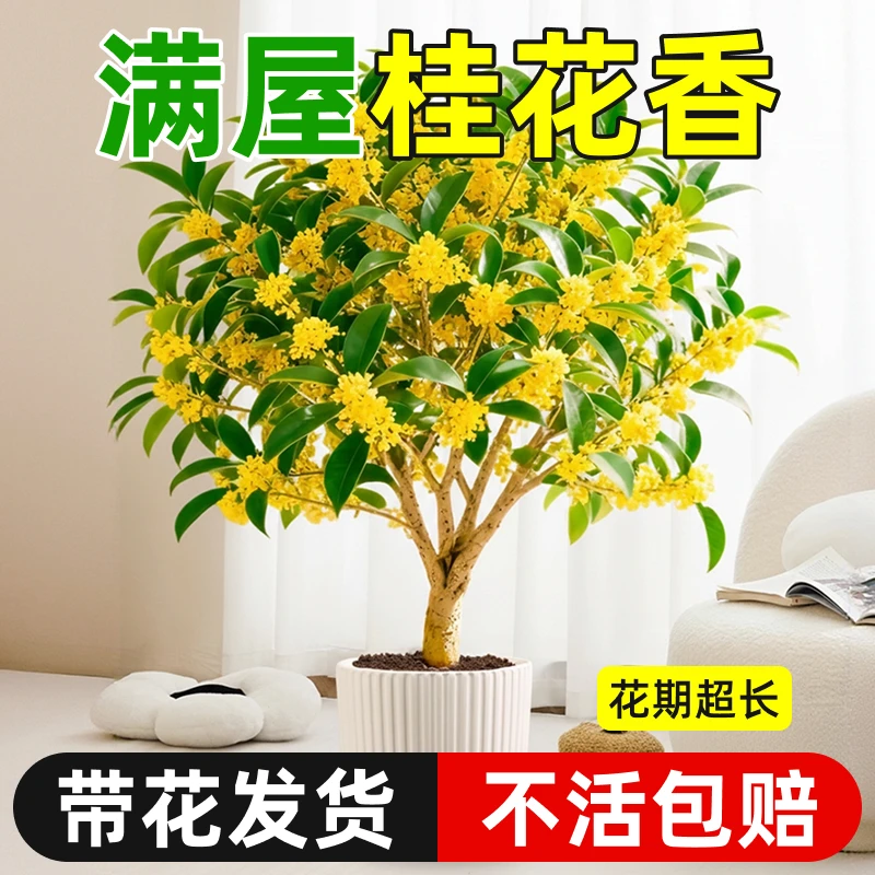 桂花树苗盆栽金桂浓香型室内阳台庭院好养四季桂花卉绿植物盆景