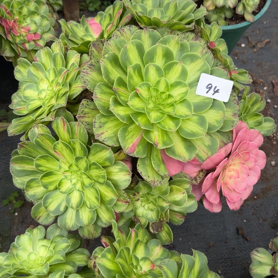 94知否多肉植物系
