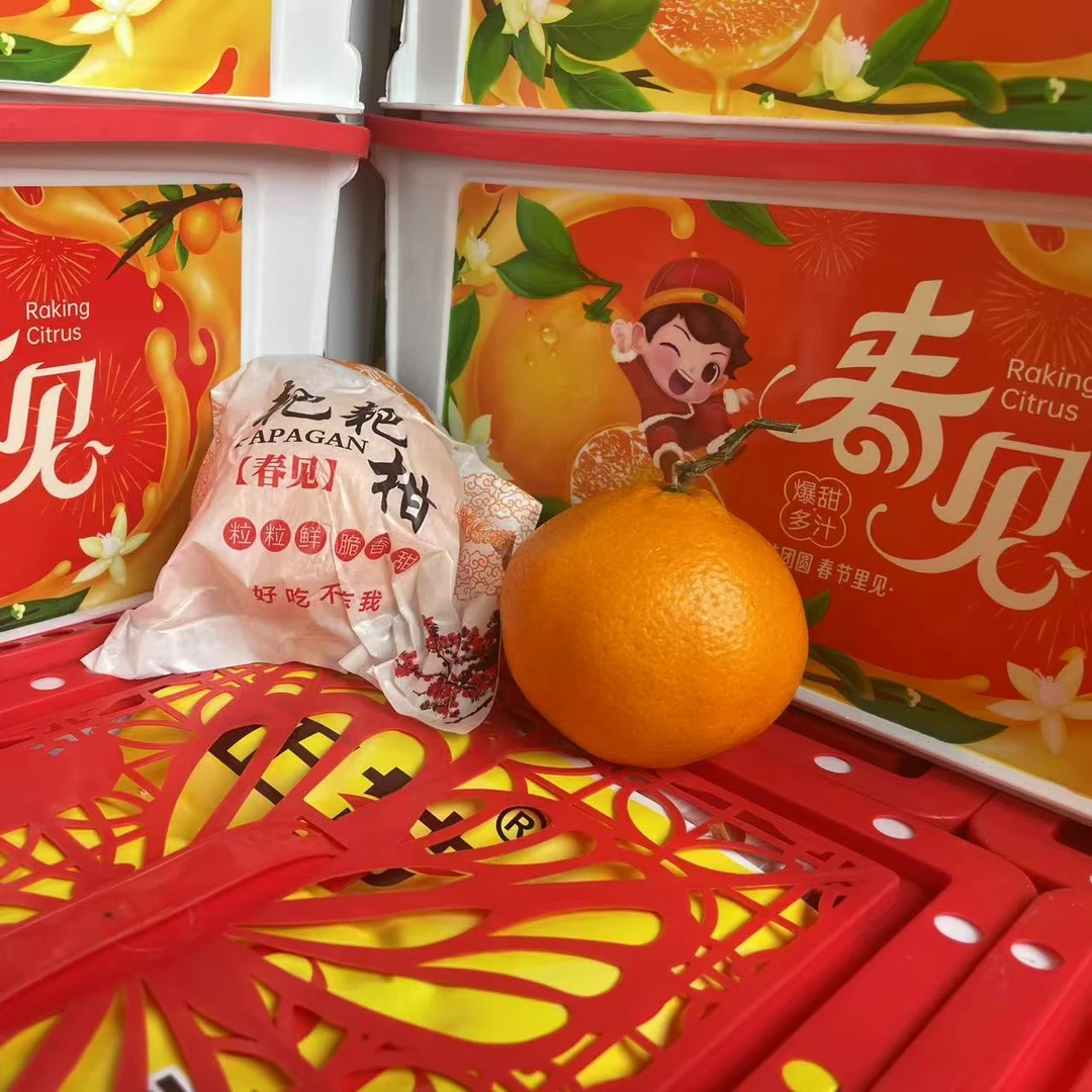 四川春见耙耙柑净重4.5斤12颗左右