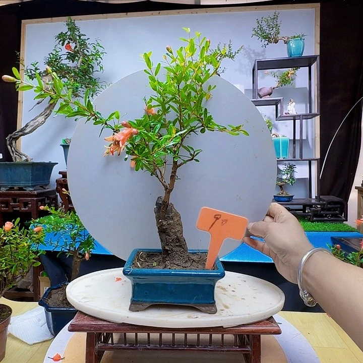 青*宫灯石榴带盆包邮