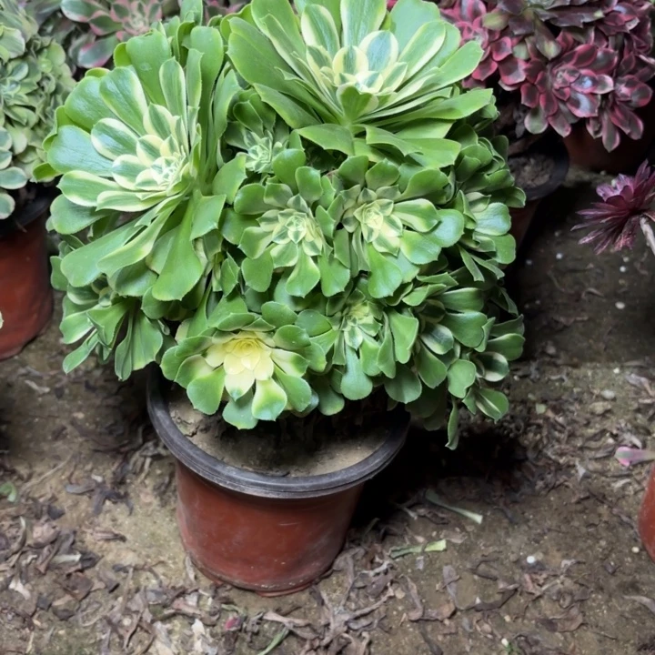 多肉植物法师辛尼亚12