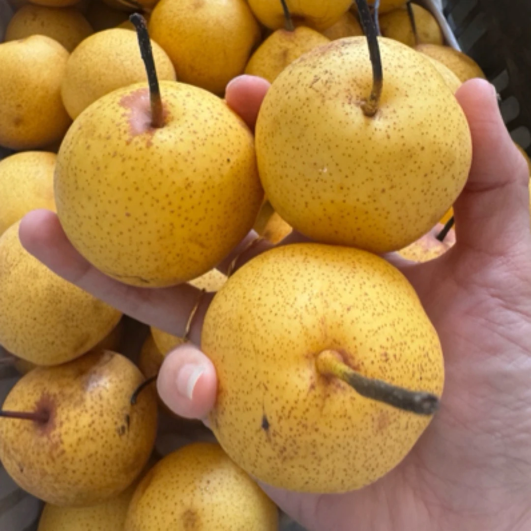 东北白梨小果微瑕疵脆甜多汁