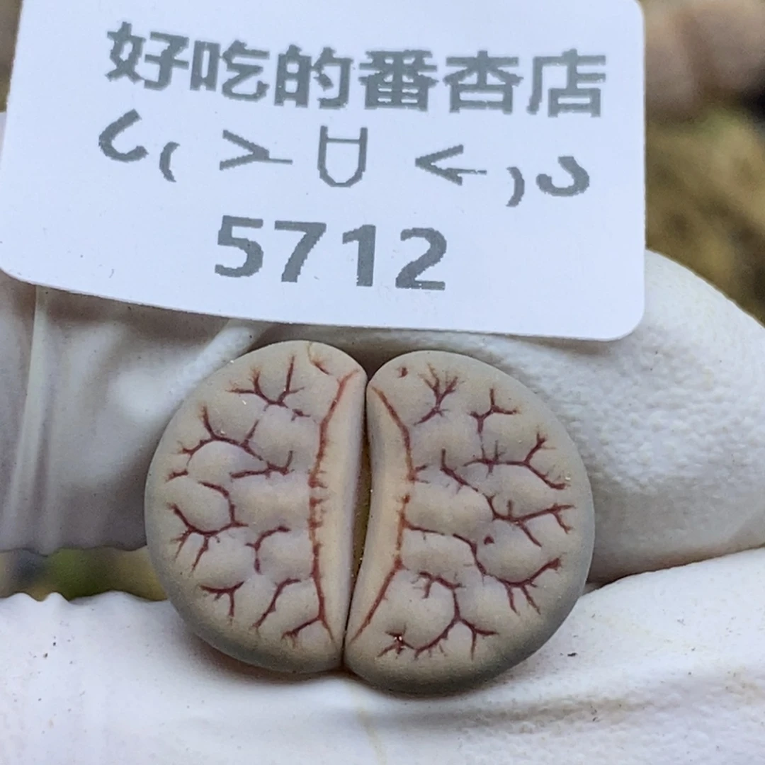 5712。岛田374。。。。。。