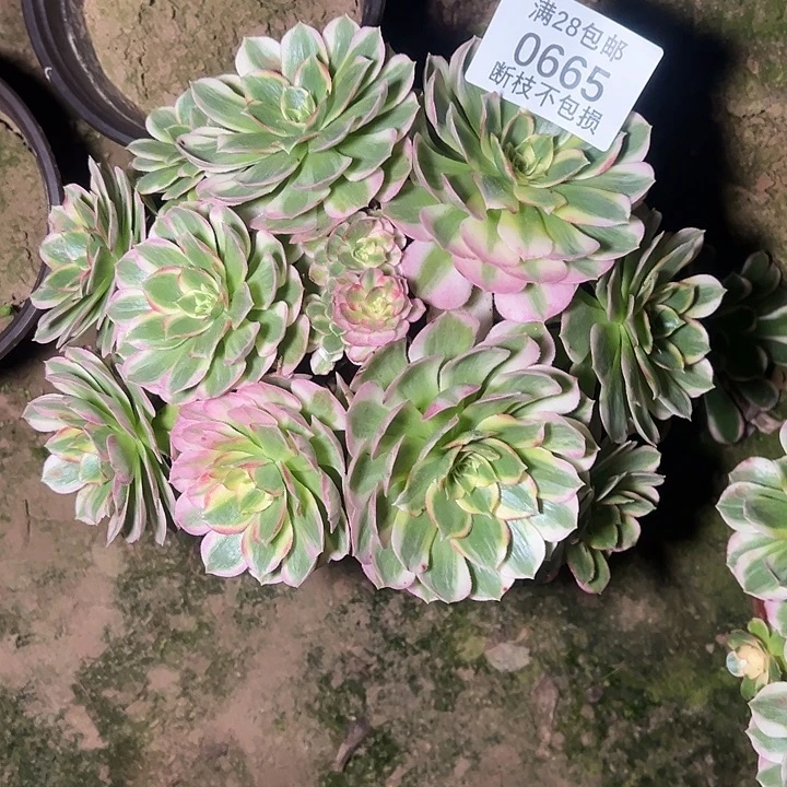 0665海王多肉植物